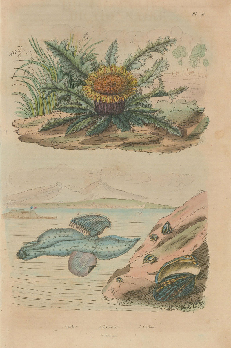 Carditis.Carinaria/Floating sea snail. Carline Thistle Carlina acanthifolia 1833